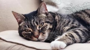 Beautiful female tabby cat resting on sofa at home, lovely cute adorable pet. High quality 4k footage