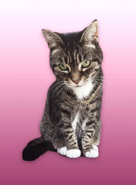 Beautiful Female Tabby Cat Lovely Adorable Pet Studio Portrait — Stok Foto