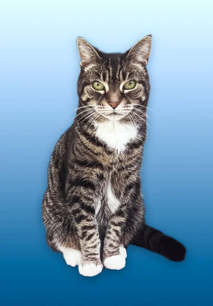 Beautiful Female Tabby Cat Lovely Adorable Pet Studio Portrait — Stock fotografie