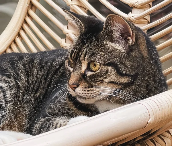 Evdeki Güzel Dişi Tekir Kedi Sevimli Evcil Hayvan Portresi Yakın — Stok fotoğraf