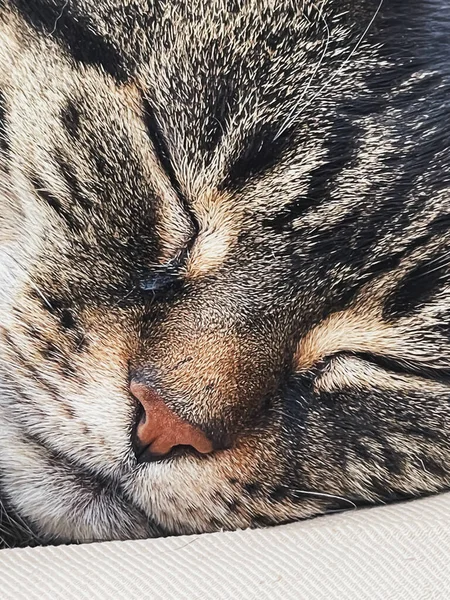 Evdeki Güzel Dişi Tekir Kedi Sevimli Evcil Hayvan Portresi Yakın — Stok fotoğraf