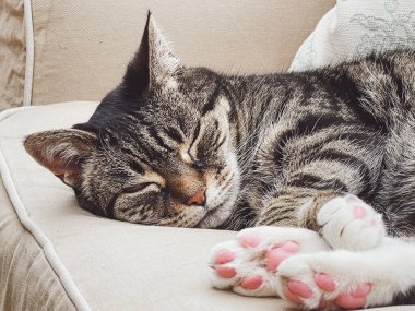 Evdeki güzel dişi tekir kedi, sevimli evcil hayvan portresi, yakın plan.