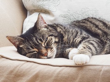 Evdeki güzel dişi tekir kedi, sevimli evcil hayvan portresi, yakın plan.