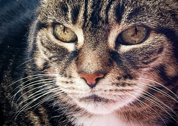 Evdeki Güzel Dişi Tekir Kedi Sevimli Evcil Hayvan Portresi Yakın — Stok fotoğraf
