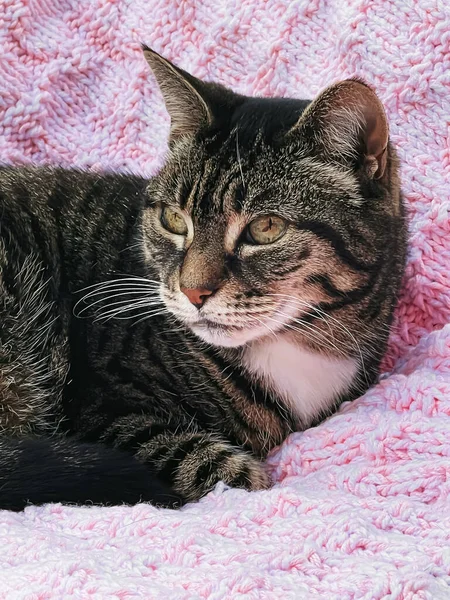 Krásná Fena Tabby Kočka Růžové Pletená Přikrývka Doma Rozkošný Domácí — Stock fotografie