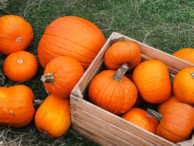 Cadılar Bayramı balkabakları ve sonbahar mevsiminde tatil süslemeleri kırsal alan, balkabağı hasadı ve mevsimlik tarım, doğa sahnesinde açık hava.