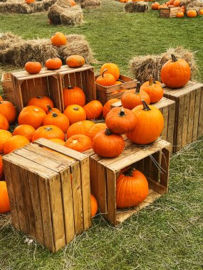 Cadılar Bayramı balkabakları ve sonbahar mevsiminde tatil süslemeleri kırsal alan, balkabağı hasadı ve mevsimlik tarım, doğa sahnesinde açık hava.