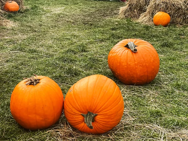 Halloween Dýně Sváteční Dekorace Podzimní Sezóně Venkovské Pole Dýně Sklizeň — Stock fotografie