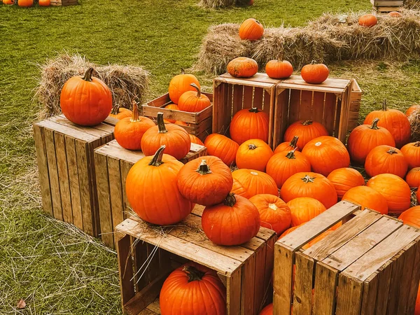 Halloween Pumpkins Holiday Decoration Autumn Season Rural Field Pumpkin Harvest — Stock Photo, Image