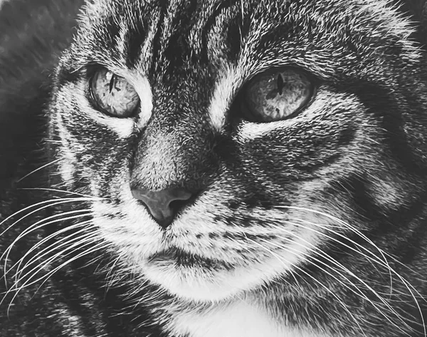 Домашняя Кошка Обожаемый Домашний Питомец Черно Белый Портрет Крупный План — стоковое фото