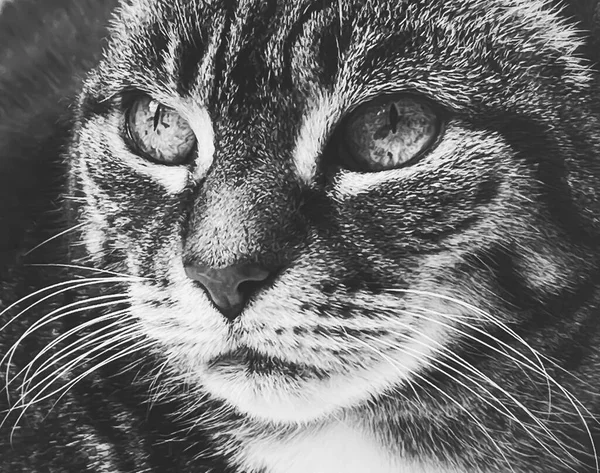 Belle Chatte Tabby Femelle Maison Adorable Animal Domestique Portrait Noir — Photo