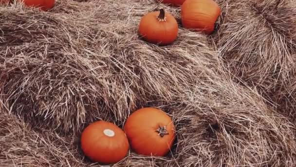 Halloween Dýně Sváteční Dekorace Podzimní Sezóně Venkovské Pole Dýně Sklizeň — Stock video