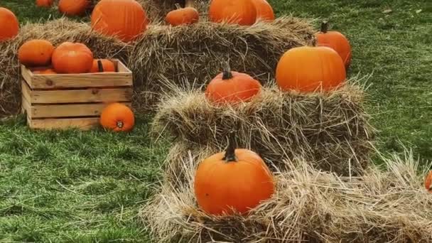 Calabazas Halloween Decoración Navideña Temporada Otoño Campo Rural Cosecha Calabazas — Vídeo de stock