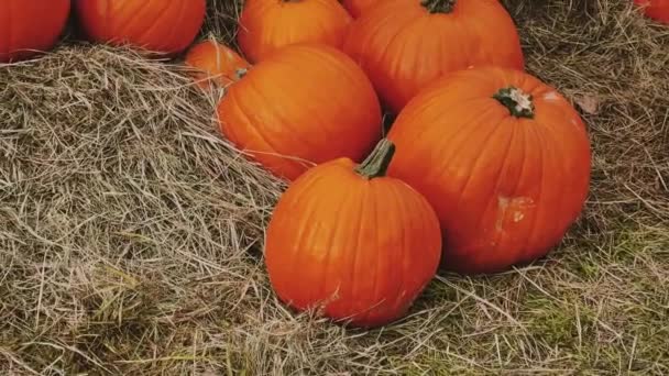 秋の季節の田園地帯でのハロウィーンのカボチャと休日の装飾 カボチャの収穫と季節の農業 自然のシーンで屋外 — ストック動画