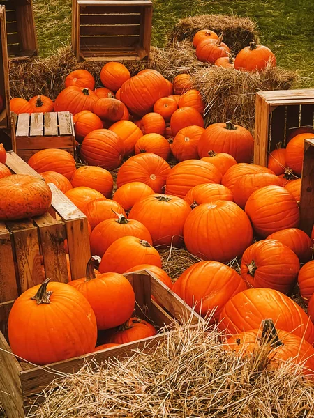 Halloween Pumpkins Holiday Decoration Autumn Season Rural Field Pumpkin Harvest — Stock Photo, Image