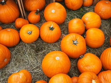 Cadılar Bayramı balkabakları ve sonbahar mevsiminde tatil süslemeleri kırsal alan, balkabağı hasadı ve mevsimlik tarım, doğa sahnesinde açık hava.