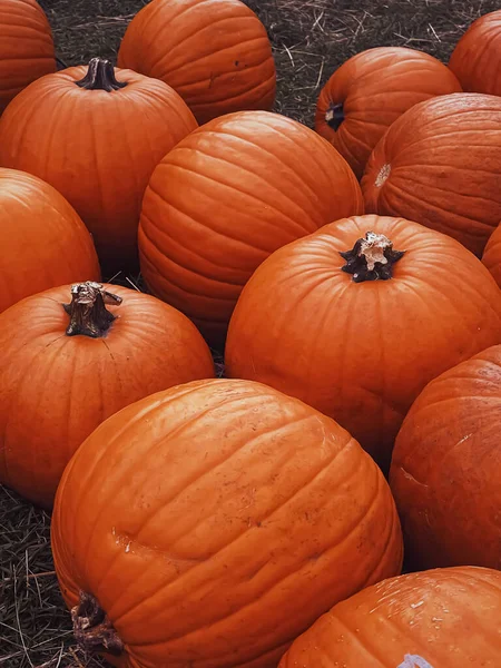 Halloween Citrouilles Décoration Vacances Automne Champ Rural Récolte Citrouilles Agriculture — Photo