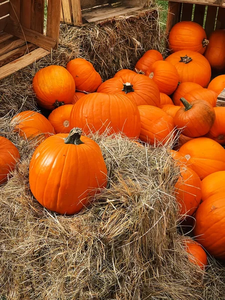 Halloween Kürbisse Und Feiertagsdekoration Der Herbstsaison Ländliche Felder Kürbisernte Und — Stockfoto