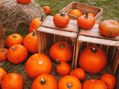 Cadılar Bayramı balkabakları ve sonbahar mevsiminde tatil süslemeleri kırsal alan, balkabağı hasadı ve mevsimlik tarım, doğa sahnesinde açık hava.