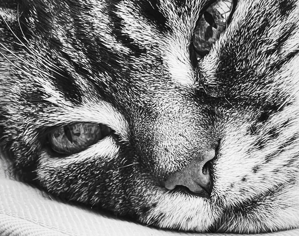 Belle Chatte Tabby Femelle Maison Adorable Animal Domestique Portrait Noir — Photo