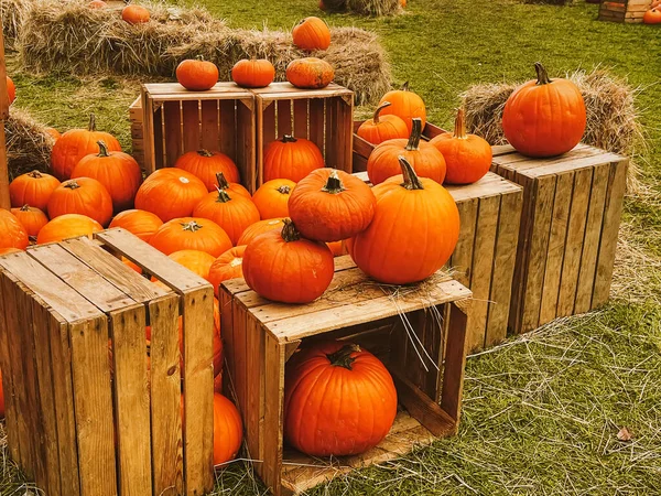 Halloween Dynie Dekoracja Wakacje Jesienią Pole Wiejskie Zbiory Dyni Sezonowe — Zdjęcie stockowe