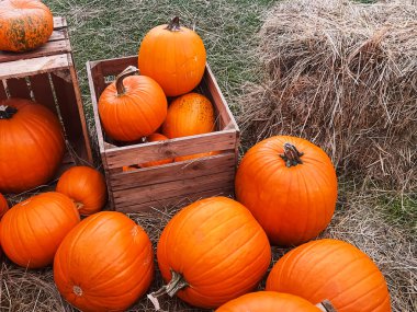 Cadılar Bayramı balkabakları ve sonbahar mevsiminde tatil süslemeleri kırsal alan, balkabağı hasadı ve mevsimlik tarım, doğa sahnesinde açık hava.