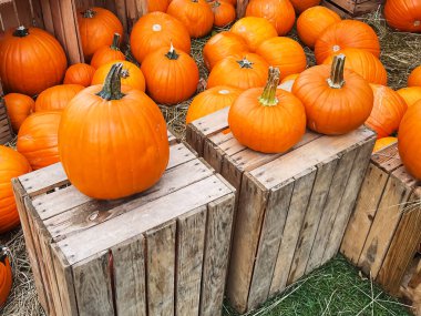 Cadılar Bayramı balkabakları ve sonbahar mevsiminde tatil süslemeleri kırsal alan, balkabağı hasadı ve mevsimlik tarım, doğa sahnesinde açık hava.