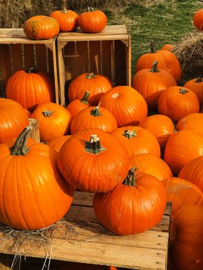 Cadılar Bayramı balkabakları ve sonbahar mevsiminde tatil süslemeleri kırsal alan, balkabağı hasadı ve mevsimlik tarım, doğa sahnesinde açık hava.
