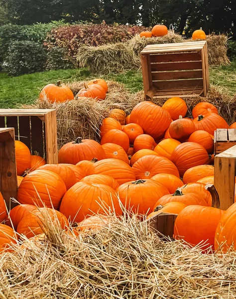 Abóboras Halloween Decoração Férias Temporada Outono Campo Rural Colheita Abóbora — Fotografia de Stock