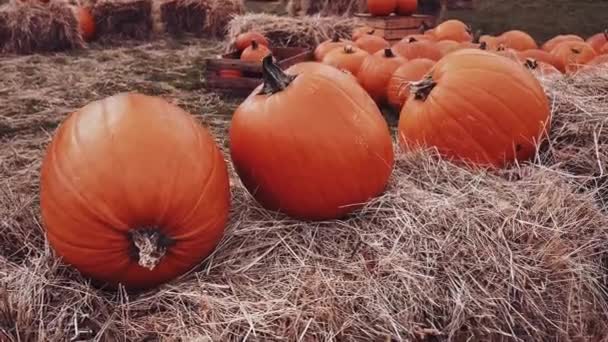 Calabazas Halloween Decoración Navideña Temporada Otoño Campo Rural Cosecha Calabazas — Vídeo de stock