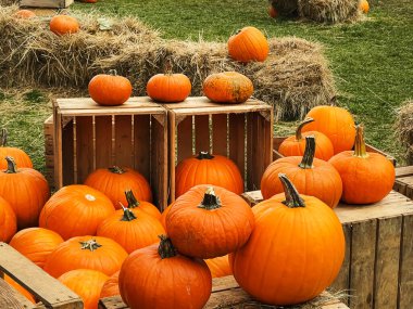 Cadılar Bayramı balkabakları ve sonbahar mevsiminde tatil süslemeleri kırsal alan, balkabağı hasadı ve mevsimlik tarım, doğa sahnesinde açık hava.