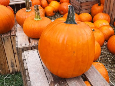 Cadılar Bayramı balkabakları ve sonbahar mevsiminde tatil süslemeleri kırsal alan, balkabağı hasadı ve mevsimlik tarım, doğa sahnesinde açık hava.