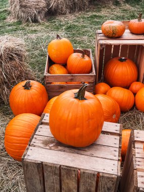 Cadılar Bayramı balkabakları ve sonbahar mevsiminde tatil süslemeleri kırsal alan, balkabağı hasadı ve mevsimlik tarım, doğa sahnesinde açık hava.