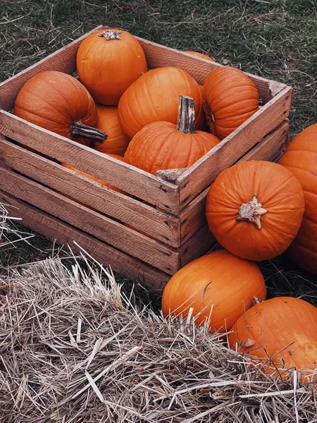 Halloween Kürbisse Und Feiertagsdekoration Der Herbstsaison Ländliche Felder Kürbisernte Und — Stockfoto