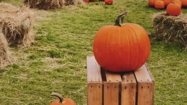 Calabazas Halloween Decoración Navideña Temporada Otoño Campo Rural Cosecha Calabazas — Vídeos de Stock