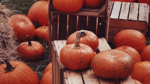 Halloween Dýně Sváteční Dekorace Podzimní Sezóně Venkovské Pole Dýně Sklizeň — Stock video