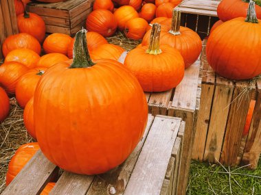 Cadılar Bayramı balkabakları ve sonbahar mevsiminde tatil süslemeleri kırsal alan, balkabağı hasadı ve mevsimlik tarım, doğa sahnesinde açık hava.