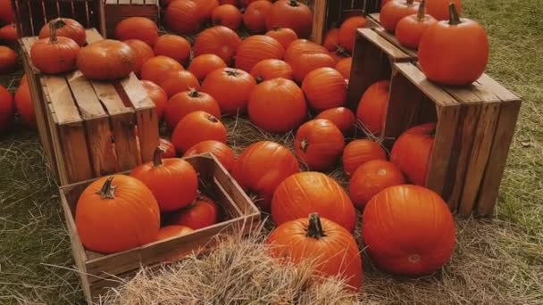 Calabazas Halloween Decoración Navideña Temporada Otoño Campo Rural Cosecha Calabazas — Vídeo de stock