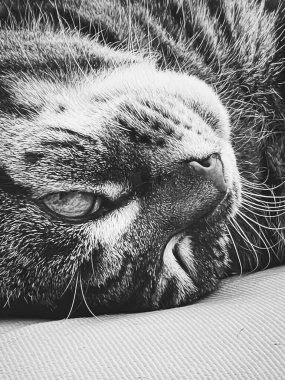 Evdeki güzel dişi tekir kedi, sevimli evcil hayvan, siyah beyaz portre, yakın plan.