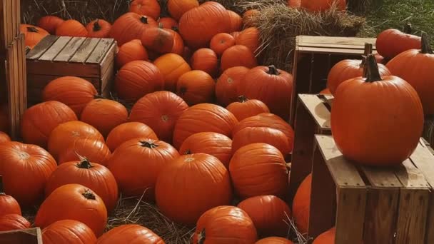 Halloween Kürbisse Und Feiertagsdekoration Der Herbstsaison Ländliche Felder Kürbisernte Und — Stockvideo