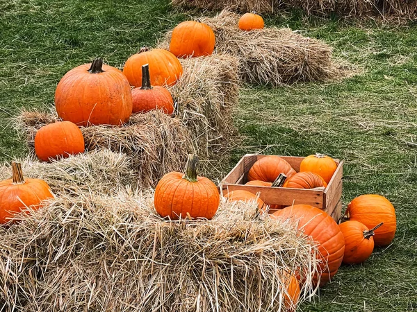 秋の季節の田園地帯でのハロウィーンのカボチャと休日の装飾 カボチャの収穫と季節の農業 自然のシーンで屋外 — ストック写真