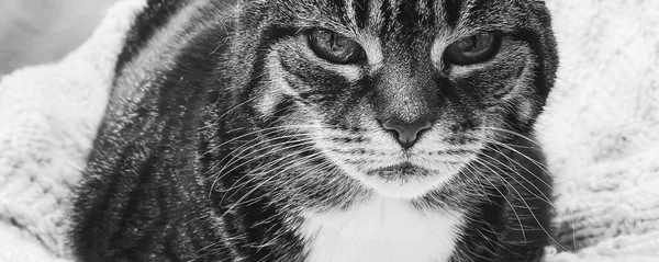 Vacker Kvinna Tabby Katt Hemma Bedårande Husdjur Svart Och Vitt — Stockfoto