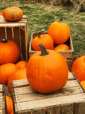 Cadılar Bayramı balkabakları ve sonbahar mevsiminde tatil süslemeleri kırsal alan, balkabağı hasadı ve mevsimlik tarım, doğa sahnesinde açık hava.