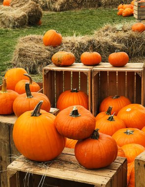 Cadılar Bayramı balkabakları ve sonbahar mevsiminde tatil süslemeleri kırsal alan, balkabağı hasadı ve mevsimlik tarım, doğa sahnesinde açık hava.