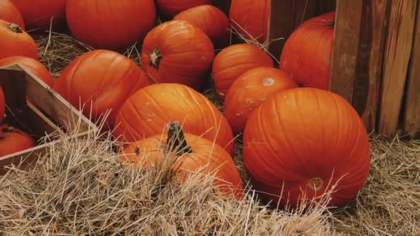 Calabazas Halloween Decoración Navideña Temporada Otoño Campo Rural Cosecha Calabazas — Vídeos de Stock