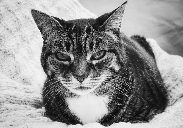 Belle Chatte Tabby Femelle Maison Adorable Animal Domestique Portrait Noir — Photo