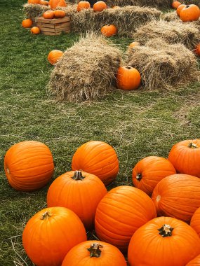 Cadılar Bayramı balkabakları ve sonbahar mevsiminde tatil süslemeleri kırsal alan, balkabağı hasadı ve mevsimlik tarım, doğa sahnesinde açık hava.