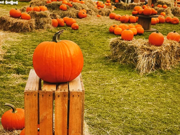 Halloween Dýně Sváteční Dekorace Podzimní Sezóně Venkovské Pole Dýně Sklizeň — Stock fotografie