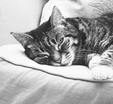 Evdeki güzel dişi tekir kedi, sevimli evcil hayvan, siyah beyaz portre, yakın plan.