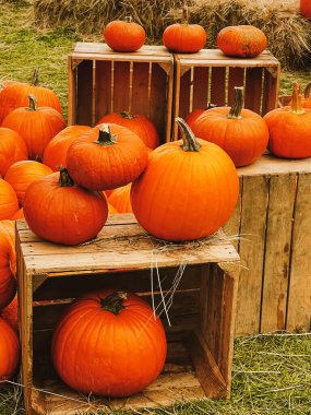Cadılar Bayramı balkabakları ve sonbahar mevsiminde tatil süslemeleri kırsal alan, balkabağı hasadı ve mevsimlik tarım, doğa sahnesinde açık hava.
